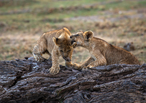 Lion Cubs playing together, Kajiado County, Amboseli, Kenya