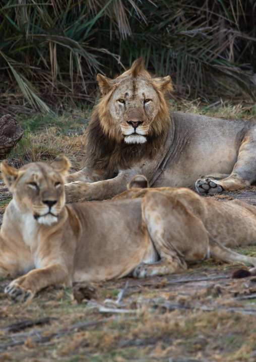 Lions family, Kajiado County, Amboseli, Kenya