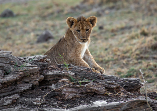 Lion Cub, Kajiado County, Amboseli, Kenya