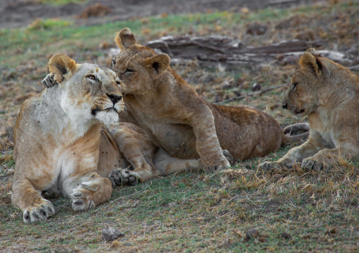Tenderness time in a lions family, Kajiado County, Amboseli, Kenya