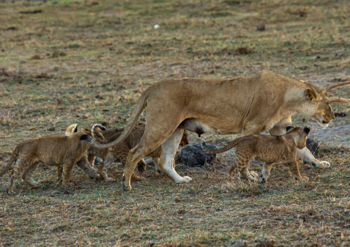 Lioness with her cubs, Kajiado County, Amboseli, Kenya
