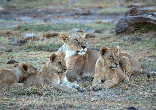Lions family, Kajiado County, Amboseli, Kenya
