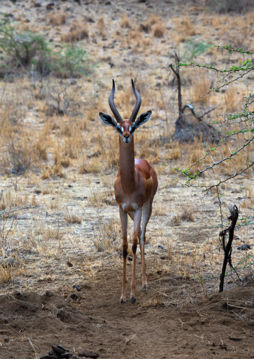 Gerenuk (Litocranius walleri), Coast Province, Tsavo West National Park, Kenya