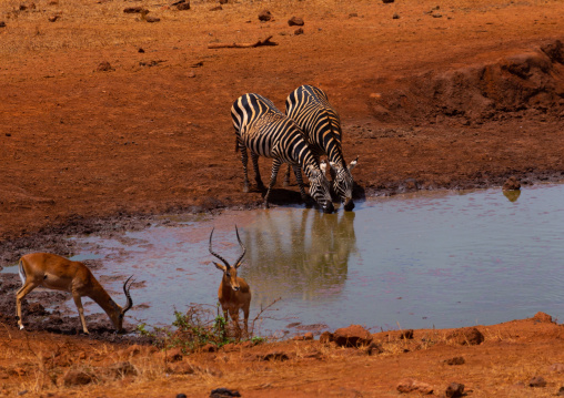 Common zebras (Equus quagga) drinking in a water pond, Coast Province, Tsavo West National Park, Kenya
