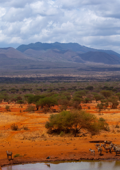 Common zebras (Equus quagga) drinking in a water pond, Coast Province, Tsavo West National Park, Kenya