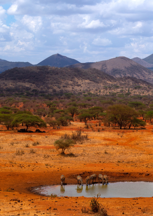 Common zebras (Equus quagga) drinking in a water pond, Coast Province, Tsavo West National Park, Kenya