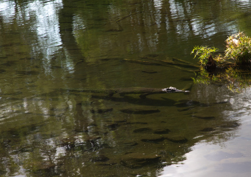 Nile crocodile in Mzima springs, Coast Province, Tsavo West National Park, Kenya