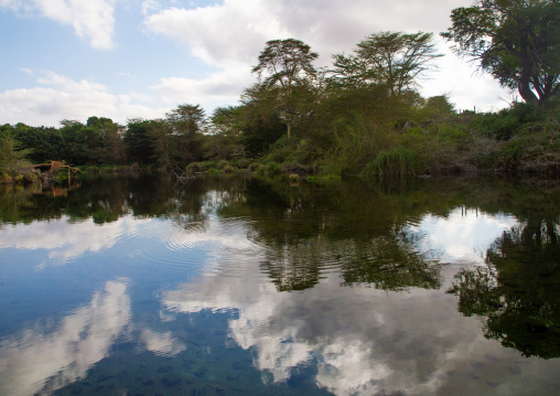 Mzima springs, Coast Province, Tsavo West National Park, Kenya