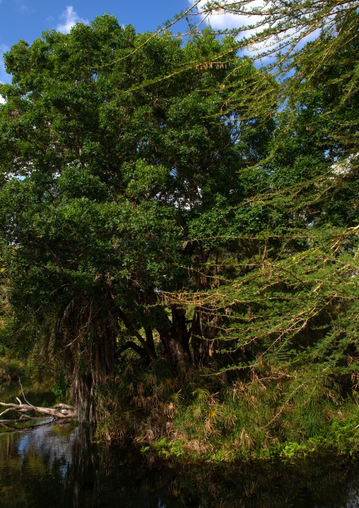 Mzima springs, Coast Province, Tsavo West National Park, Kenya