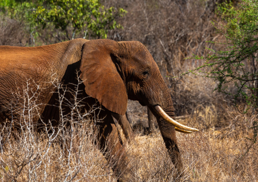 Elephant (Loxodonta africana), Coast Province, Tsavo West National Park, Kenya