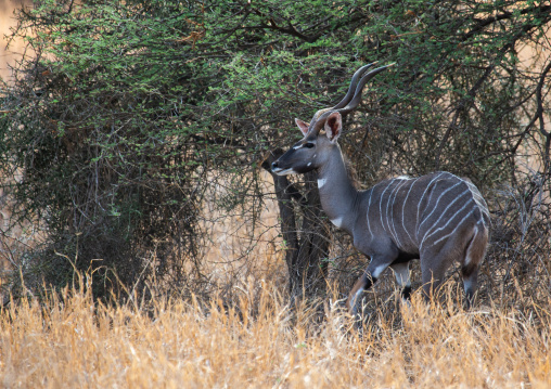 Great kudu female (tragelaphus strepsiceros), Coast Province, Tsavo West National Park, Kenya