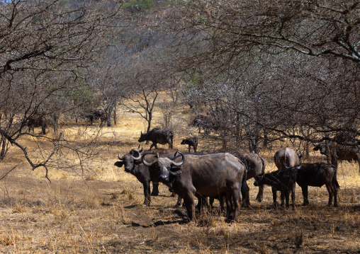 Buffalos in a dry bush, Coast Province, Tsavo West National Park, Kenya