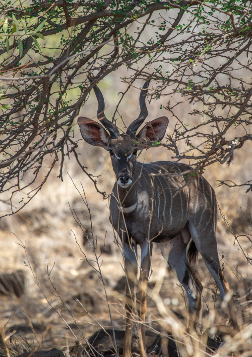 Great kudu female (tragelaphus strepsiceros), Coast Province, Tsavo West National Park, Kenya