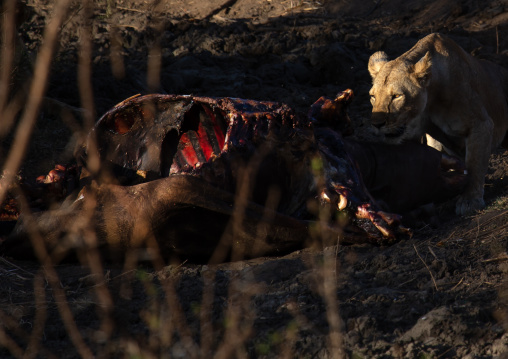 Lioness eating a buffalo carcass, Coast Province, Tsavo West National Park, Kenya