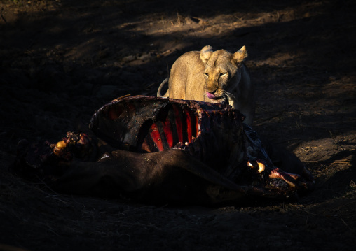 Lioness eating a buffalo carcass, Coast Province, Tsavo West National Park, Kenya