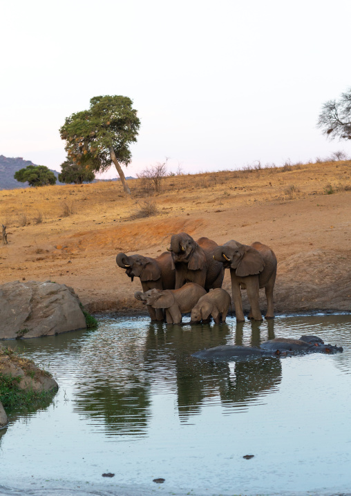 Elephants (Loxodonta africana) drinking in a lake, Coast Province, Tsavo West National Park, Kenya
