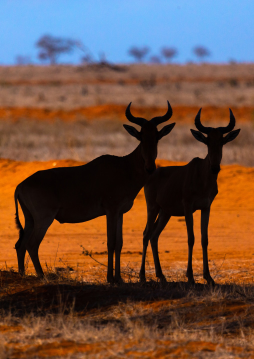 Coke's Hartebeest (Alcelaphus buselaphus cokii) silhouettes, Coast Province, Tsavo East National Park, Kenya