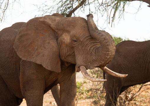 Herd of elephants (Loxodonta africana), Coast Province, Tsavo East National Park, Kenya