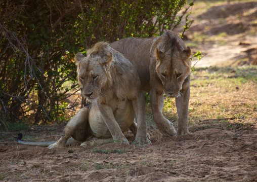 Couple of lions ready to mate, Coast Province, Tsavo East National Park, Kenya