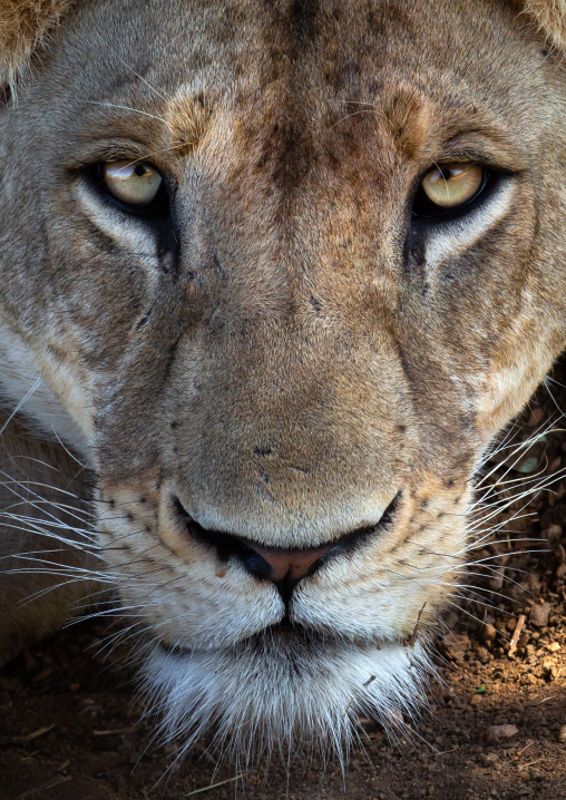 Lioness lokking at camera, Coast Province, Tsavo East National Park, Kenya