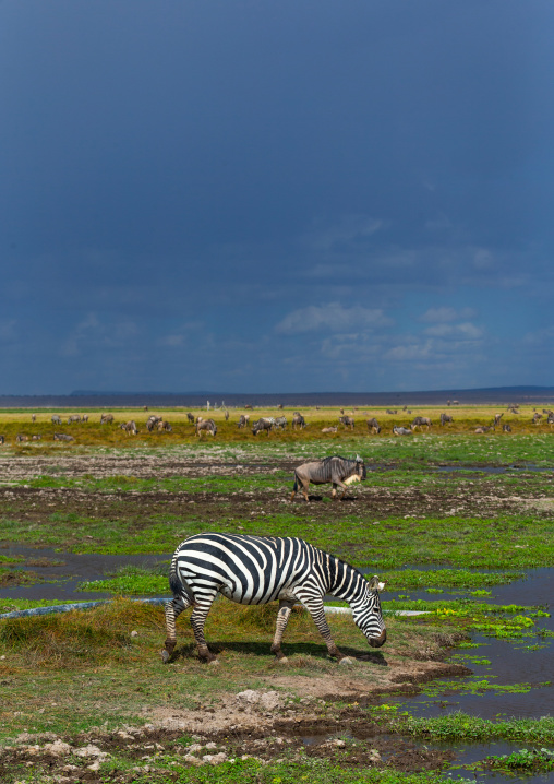 Zebra in a swamp, Kajiado County, Amboseli, Kenya