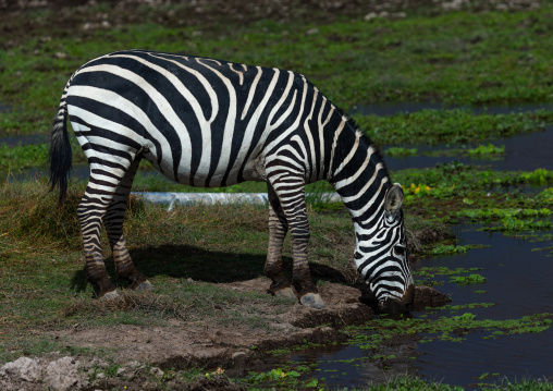 Zebra in a swamp, Kajiado County, Amboseli, Kenya