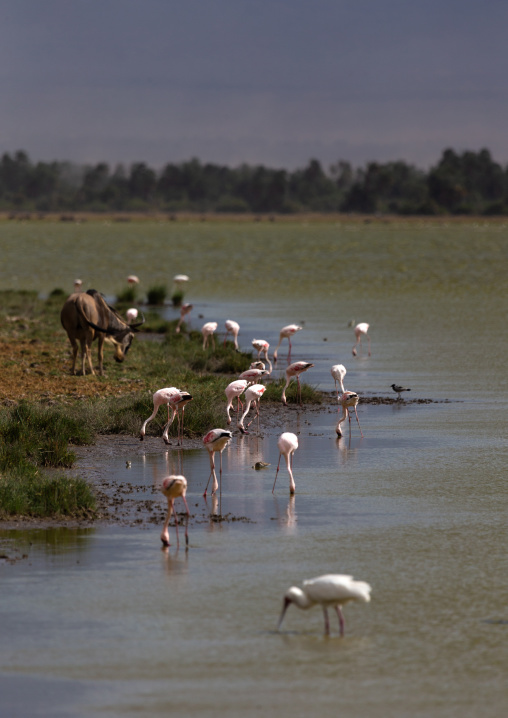 Pink flamingos eating in a lake, Kajiado County, Amboseli, Kenya