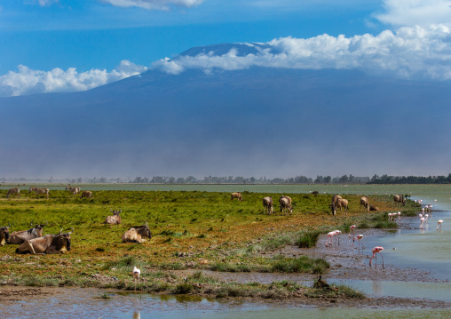 wildebeests in front of Mount Kilimanjaro, Kajiado County, Amboseli, Kenya