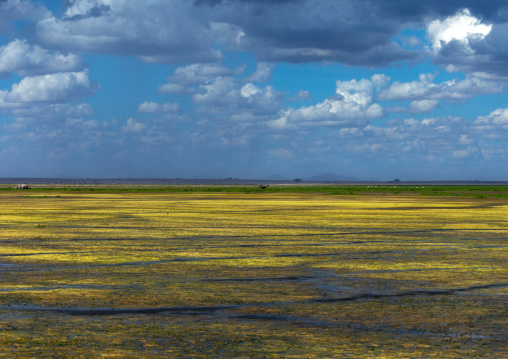 Swamp landscape, Kajiado County, Amboseli, Kenya