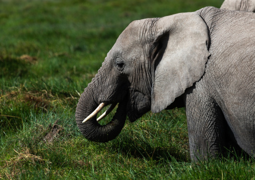 Elephant (Loxodonta africana) feeding in the green grassland, Kajiado County, Amboseli, Kenya