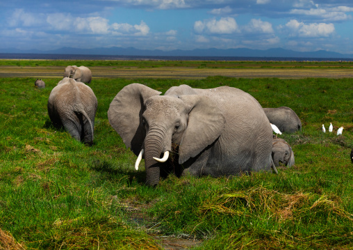 Elephants (Loxodonta africana) feeding in the green grassland, Kajiado County, Amboseli, Kenya