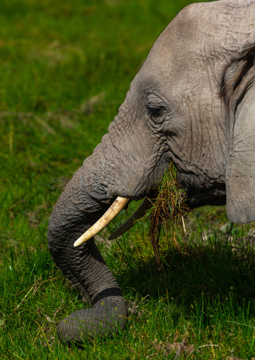 Elephant (Loxodonta africana) feeding in the green grassland, Kajiado County, Amboseli, Kenya