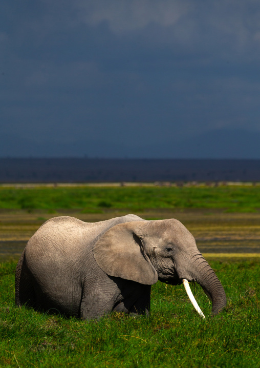 Elephant (Loxodonta africana) feeding in the green grassland, Kajiado County, Amboseli, Kenya