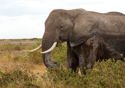 Elephant (Loxodonta africana) feeding in the green grassland, Kajiado County, Amboseli, Kenya