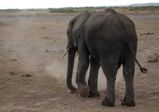 Elephant (Loxodonta africana) digging the ground, Kajiado County, Amboseli, Kenya