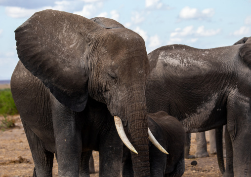 Herd of elephants (Loxodonta africana), Kajiado County, Amboseli, Kenya