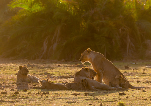 Lions family in the sunlight, Kajiado County, Amboseli, Kenya