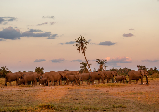Herd of elephants (Loxodonta africana), Kajiado County, Amboseli, Kenya