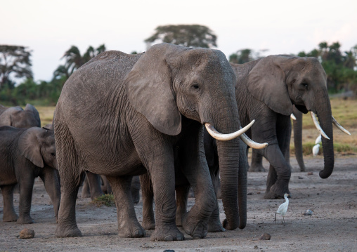 Herd of elephants (Loxodonta africana), Kajiado County, Amboseli, Kenya