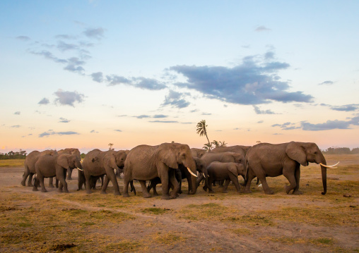 Herd of elephants (Loxodonta africana), Kajiado County, Amboseli, Kenya