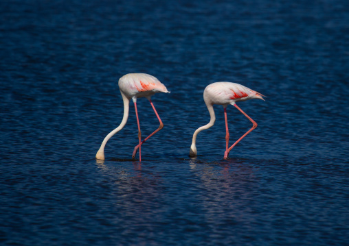 Pink flamingos eating in a lake, Kajiado County, Amboseli, Kenya