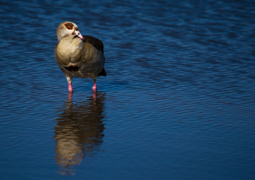 Egyptian goose (alopochen aegyptiacus), Kajiado County, Amboseli, Kenya