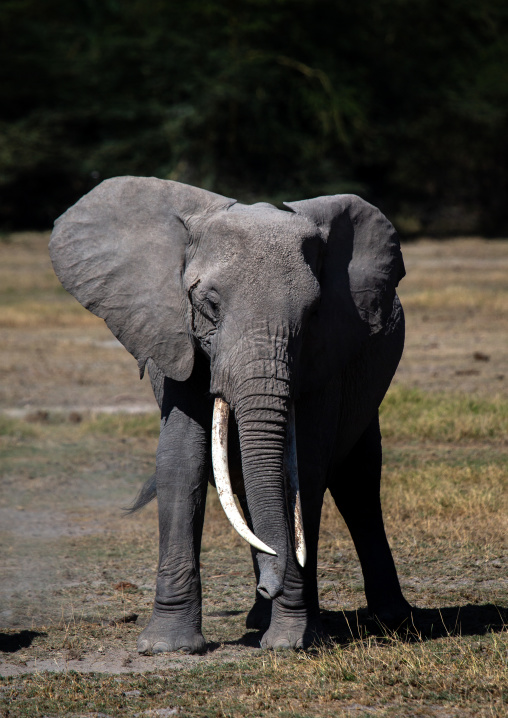 Elephant (Loxodonta africana), Kajiado County, Amboseli, Kenya