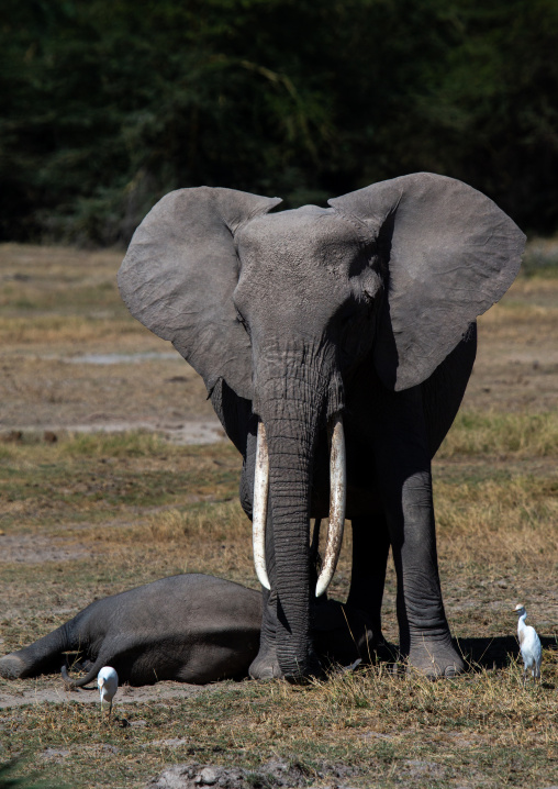 Elephant (Loxodonta africana), Kajiado County, Amboseli, Kenya