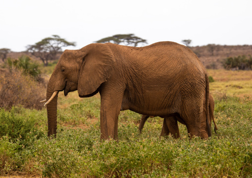 Elephant (Loxodonta africana), Samburu County, Samburu National Reserve, Kenya