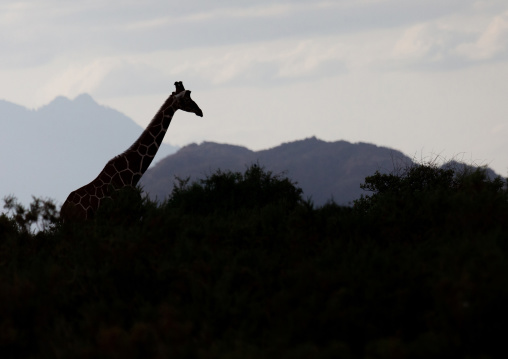 Giraffe in the bush, Samburu County, Samburu National Reserve, Kenya