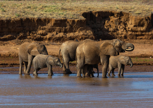 Herd of elephants (Loxodonta africana) with babies crossing a river, Samburu County, Samburu National Reserve, Kenya