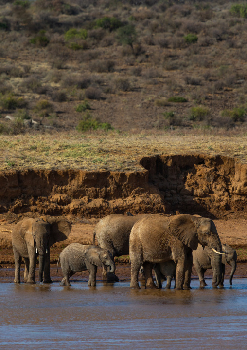 Herd of elephants (Loxodonta africana) with babies crossing a river, Samburu County, Samburu National Reserve, Kenya