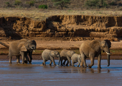 Herd of elephants (Loxodonta africana) with babies crossing a river, Samburu County, Samburu National Reserve, Kenya