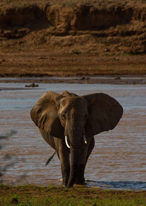 Elephant mother with her baby (Loxodonta africana), Samburu County, Samburu National Reserve, Kenya